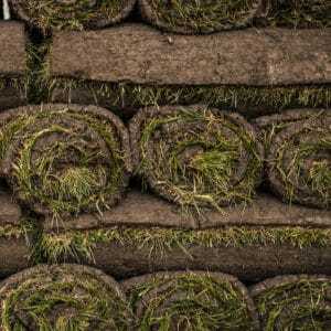 sod-1-300x300